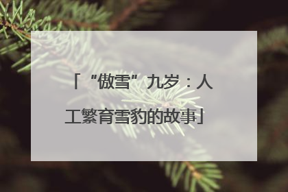“傲雪”九岁：人工繁育雪豹的故事