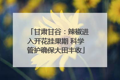 甘肃甘谷：辣椒进入开花挂果期 科学管护确保大田丰收
