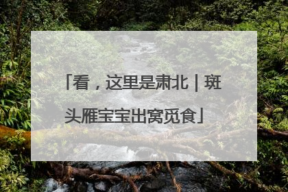 看，这里是肃北｜斑头雁宝宝出窝觅食