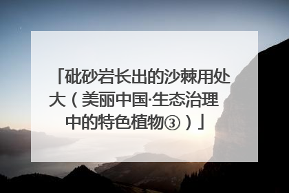 砒砂岩长出的沙棘用处大（美丽中国·生态治理中的特色植物③）