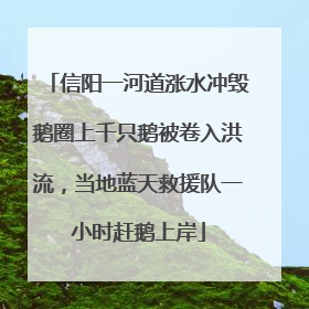 信阳一河道涨水冲毁鹅圈上千只鹅被卷入洪流，当地蓝天救援队一小时赶鹅上岸