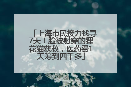 上海市民接力找寻7天！脸被射穿的狸花猫获救，医药费1天筹到四千多