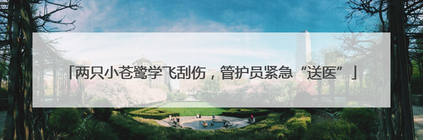 两只小苍鹭学飞刮伤，管护员紧急“送医”
