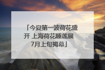 今夏第一波荷花盛开 上海荷花睡莲展7月上旬揭幕