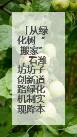 从绿化树“搬家”，看潍坊坊子创新道路绿化机制实现降本增效生态美
