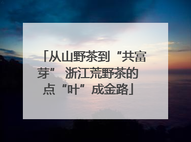 从山野茶到“共富芽” 浙江荒野茶的点“叶”成金路