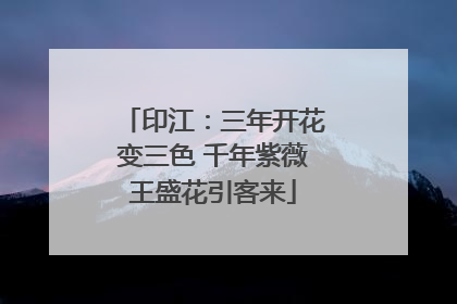 印江：三年开花变三色 千年紫薇王盛花引客来