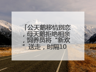 公天鹅移情别恋，母天鹅拒绝相亲，饲养员将“新欢”送走，时隔10天原配重逢