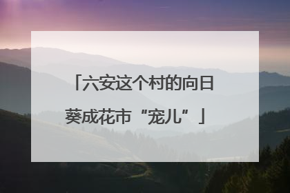 六安这个村的向日葵成花市“宠儿”