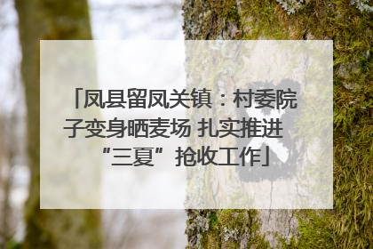 凤县留凤关镇：村委院子变身晒麦场 扎实推进“三夏”抢收工作