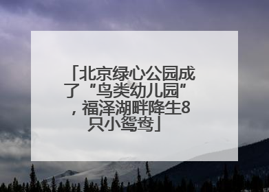北京绿心公园成了“鸟类幼儿园”，福泽湖畔降生8只小鸳鸯
