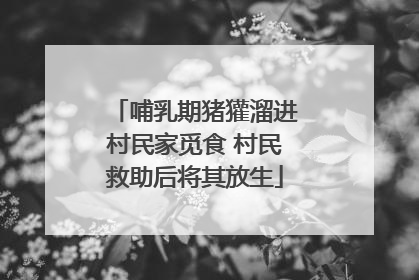 哺乳期猪獾溜进村民家觅食 村民救助后将其放生