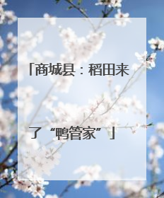 商城县：稻田来了“鸭管家”