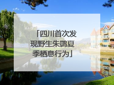 四川首次发现野生朱鹮夏季栖息行为