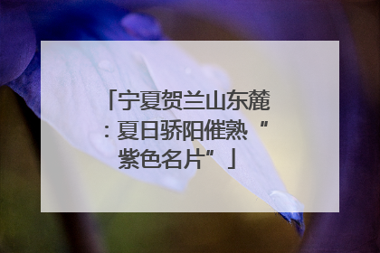 宁夏贺兰山东麓：夏日骄阳催熟“紫色名片”