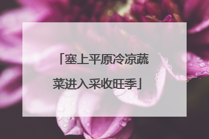 塞上平原冷凉蔬菜进入采收旺季