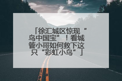 徐汇城区惊现“鸟中国宝”！看城管小哥如何救下这只“彩虹小鸟”