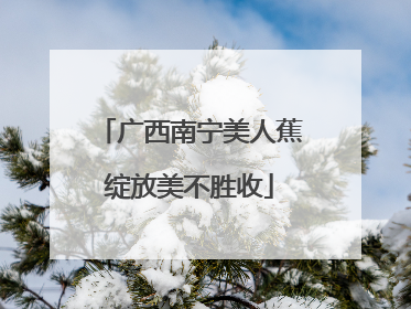 广西南宁美人蕉绽放美不胜收