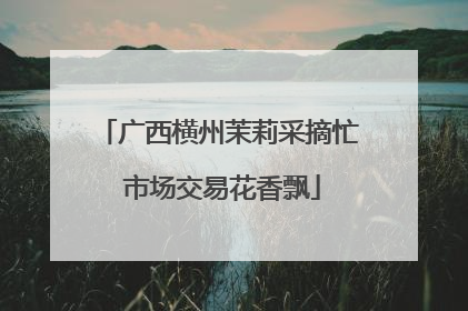 广西横州茉莉采摘忙 市场交易花香飘