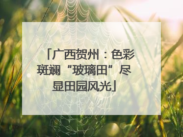 广西贺州：色彩斑斓“玻璃田”尽显田园风光
