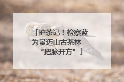 护茶记！检察蓝为景迈山古茶林 “把脉开方”