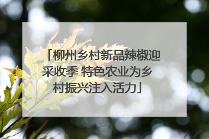 柳州乡村新品辣椒迎采收季 特色农业为乡村振兴注入活力
