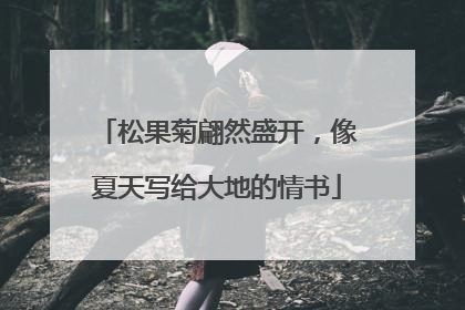 松果菊翩然盛开，像夏天写给大地的情书