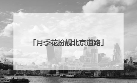 月季花扮靓北京道路