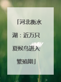 河北衡水湖：近万只夏候鸟进入繁殖期