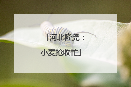 河北隆尧：小麦抢收忙
