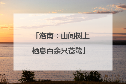 洛南：山间树上栖息百余只苍鹭