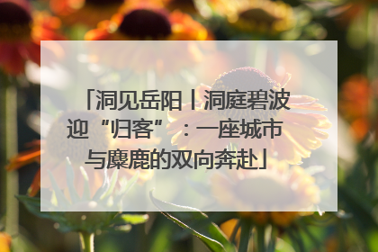 洞见岳阳丨洞庭碧波迎“归客”：一座城市与麋鹿的双向奔赴