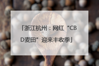 浙江杭州：网红“CBD麦田”迎来丰收季