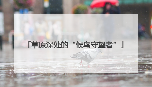 草原深处的“候鸟守望者”