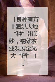 良种有方丨泗洪大地“种”出美妙，铺就农业发展金光大“稻”！