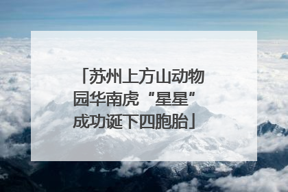 苏州上方山动物园华南虎“星星”成功诞下四胞胎