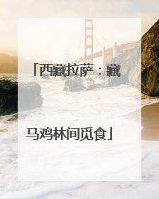 西藏拉萨：藏马鸡林间觅食