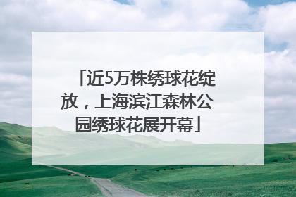 近5万株绣球花绽放，上海滨江森林公园绣球花展开幕