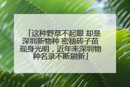 这种野草不起眼 却是深圳新物种 密穗砖子苗现身光明，近年来深圳物种名录不断刷新