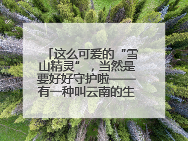 这么可爱的“雪山精灵”，当然是要好好守护啦——有一种叫云南的生活之365天
