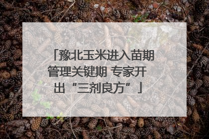 豫北玉米进入苗期管理关键期 专家开出“三剂良方”