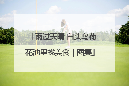 雨过天晴 白头鸟荷花池里找美食｜图集
