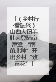 （乡村行·看振兴）山西天镇羊肚菌登陆京津冀 “南菌北种”开出乡村“致富花”