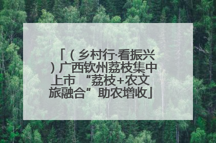 （乡村行·看振兴）广西钦州荔枝集中上市 “荔枝+农文旅融合”助农增收