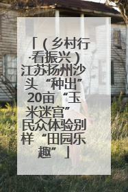 （乡村行·看振兴）江苏扬州沙头“种出”20亩“玉米迷宫” 民众体验别样“田园乐趣”